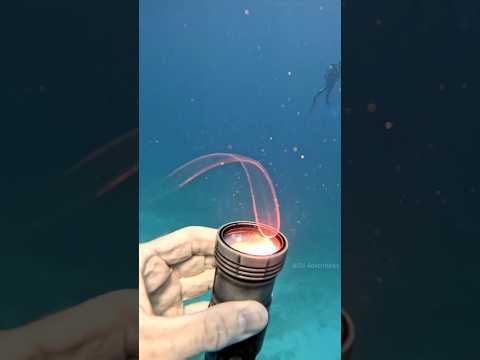 Weird Transparent Creature 😦 By Wild Adventures