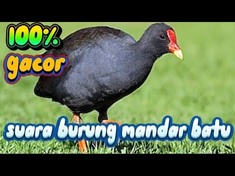 (SUARA PIKAT BURUNG MANDAR SAWAH/BATU) 🔴 •||• pikat burung mandar batu,mandar sawah,perlong‼️✅