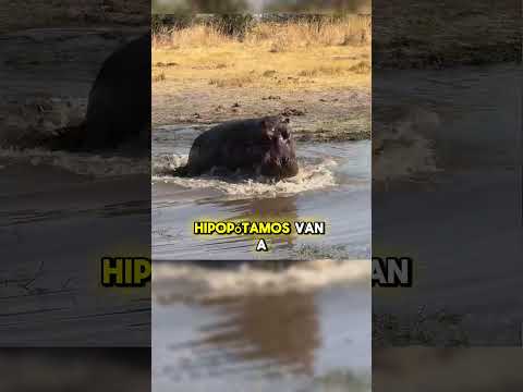 Cocodrilo ataca hipopótamo 💥😱 #animales #vidasalvaje #animals #animalessalvajes #mundoanimal