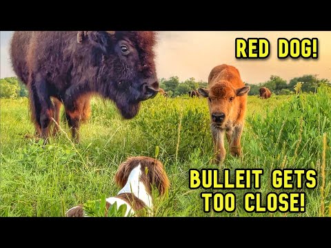 While We Were Gone, The Big Joe Herd Didn't Waste Any Time!