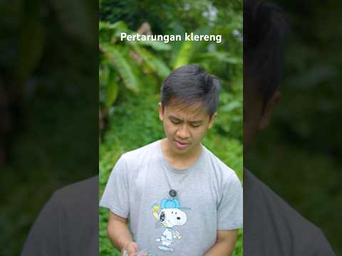 Punya klereng banyak pas dilawan ciut kaya ayam sayur