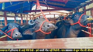 लखनऊ में हरियाणा से आई भैंसें देखें -  इसे सस्ती भैंस नहीं मिलेगी - मात्र 88000 से शुरू भैंस की कीमत