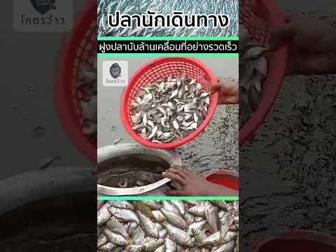 ??ปลานักเดินทาง ฝูงปลานับล้านตัวเคลื่อนที่อย่างรวดเร็วข้ามผืนทรายที่ร้อนระอุ ราวกับคลุ้มคลั่ง?
