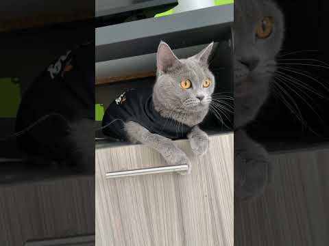 lulu lagi bermain  bersama anak nya  #catlover