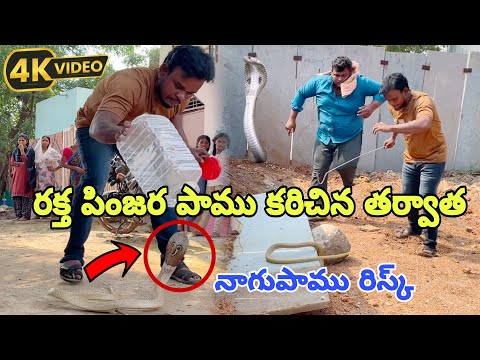 Indian spectacled venomous cobra snake rescue Gonegandla lo {9966333589} WhatsApp