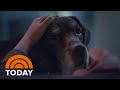 Understanding a Dog Food Commercial