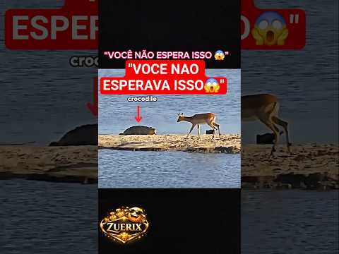 Você não esperava isso... #memes #animals