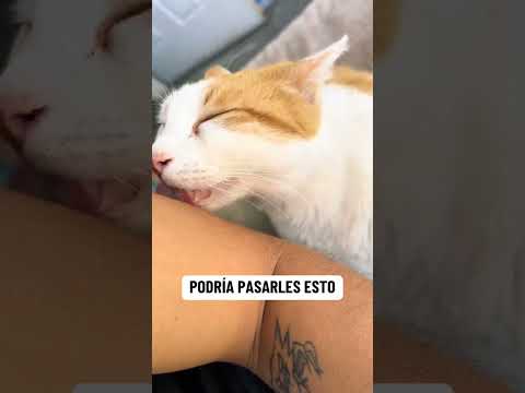 #gatos