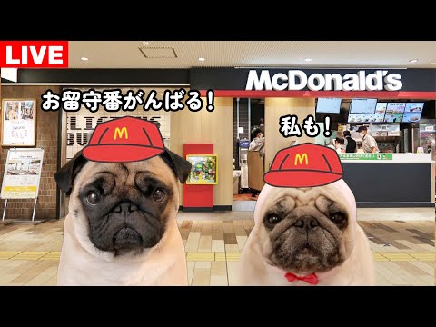 🔴お留守番ライブ！マックとミスドの新商品を買ってくるので見守ってて下さい