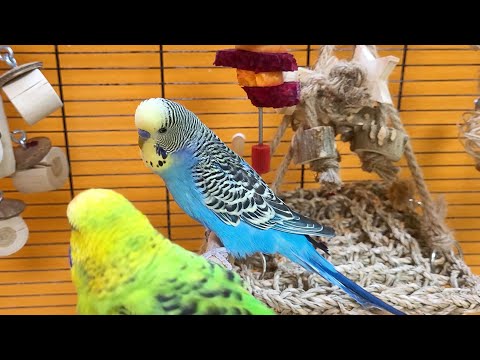 budgie sounds