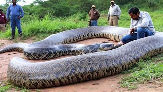 Encountering One of Earth’s Largest Snakes