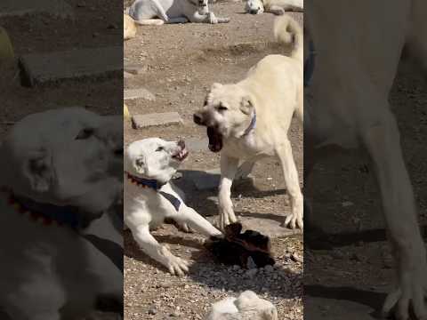 AKBAŞ VE KANGAL KAPIŞMASI 7 AY DİŞİ AKBAŞ 8 ay ERKEĞE MAMAYI KAPTIRMAK İSTEMEDİ #akbaş #kangal