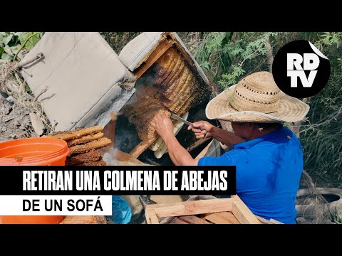 Retiran una colmena de abejas de un sofá
