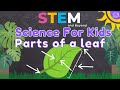 Parts and Functions of a Leaf