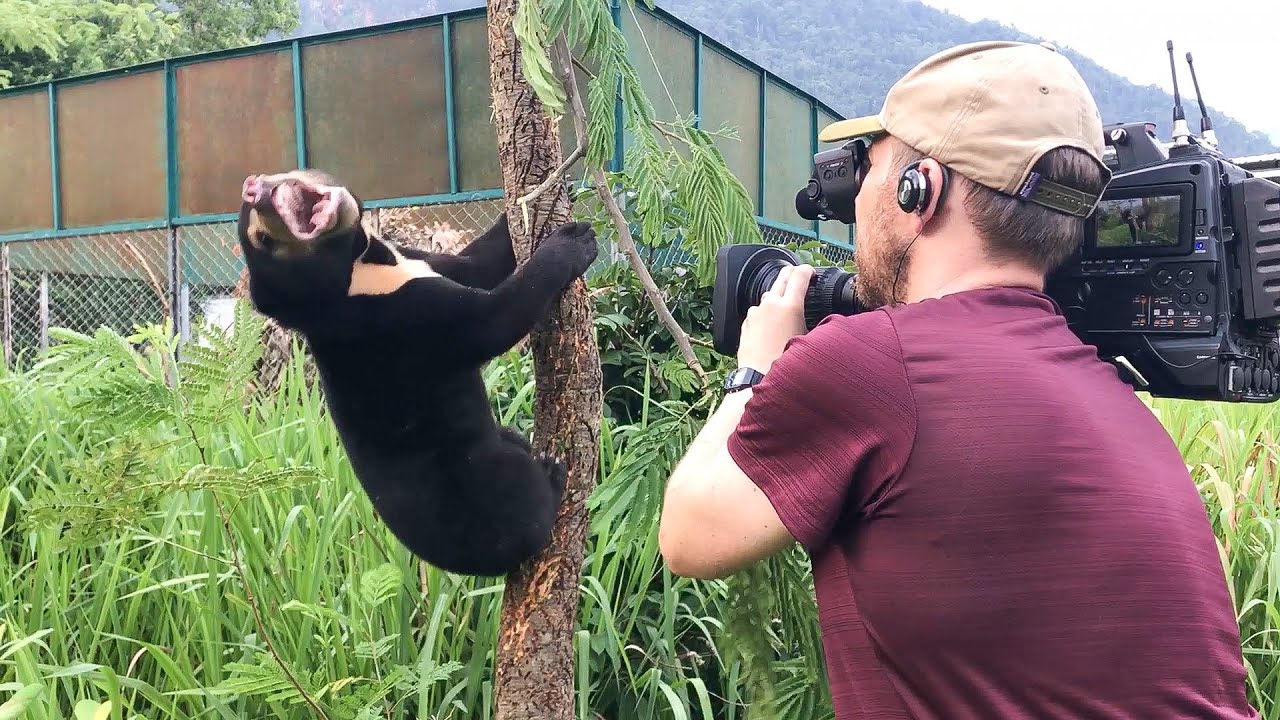 Filming Baby Sun Bears Is NOT Easy! Bears About The House BBC Earth