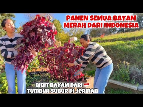 AKHIRNYA PANEN SEMUA BAYAM MERAH DI KEBUNKU