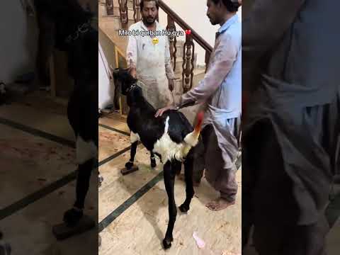 Kuda Hafiz Mre Yara #Milo Got Last Day #beautifulanimals #ytshorts #fyg #nature #viralvideo