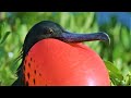 Exploring Barbuda and the Magnificent Frigate Birds