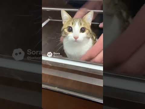 Meowl came out of a vending machine 😭