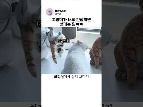 고양이가 너무 긴장하면 생기는 일ㅋㅋ