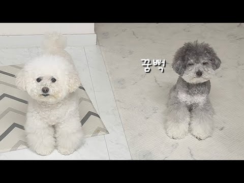 밤마다 강아지가 잠을 못 자는 이유..!!