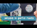 Chemical Experimentation and Mitosis Concepts