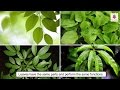 Plant Functions and Photosynthesis Concepts