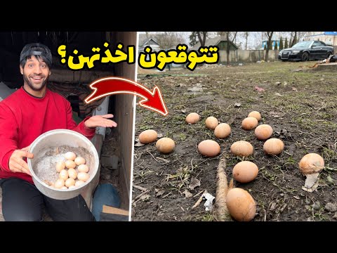 دجاج جارتي الاوكرانية بيض 🥚في حديقتي _ وغيرت ديكور البيت _ الريف الاوكراني | مصطفى ستار