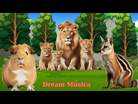 Discover Herbivorous Animals: Hamster, Lion, Meerkat, Turtle - Animal Videos