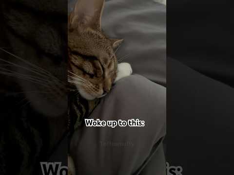 Would you give up your bed space for this cuddle crew? ๐พ๐ #petsrule #petparent #cutecats #pets