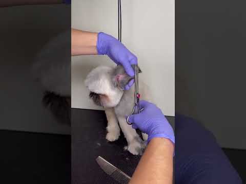 WOW ? The BEST video ever! #doggroomingtips #dogs #shihpoo