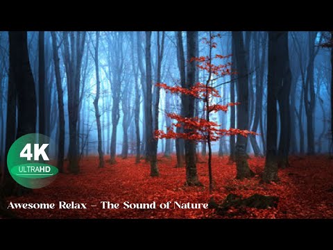Relax and destress with this 4k Piano nature video ⭕ Awesome Relax - The Sound of Nature