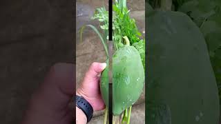 HIGOP TAYO NG SABAW NGAYONG MAULAN ANG PANAHON! "TINOLANG MANOK" NA KUMPLETO SA GULAY!