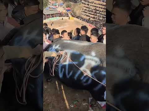 Strongest Bull Ever 😱 #shorts #ytshorts #shortvideo #viralshorts #trendingshorts #bullfight #bullwar