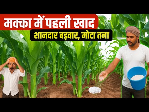 मक्का में पहली खाद | मक्का में पहली खाद | Makka me kaun si khad dalen | Makka mein khad kab dalen