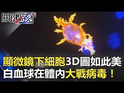 顯微鏡下細胞3D圖像居然如此美麗 透視白血球在你體內大戰病毒！ 關鍵時刻 20180508-3 馬西屏 - YouTube