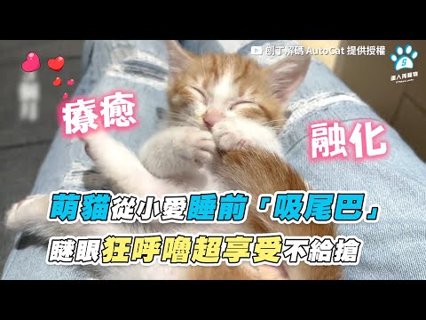 【萌貓從小愛睡前「吸尾巴」 瞇眼狂呼嚕超享受不給搶】｜@刨丁解碼 AutoCat 網友 / 韓韓