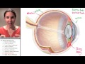 Eye Anatomy and Function Assessment