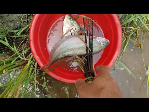 Old Traditional Village Fishing After Rain