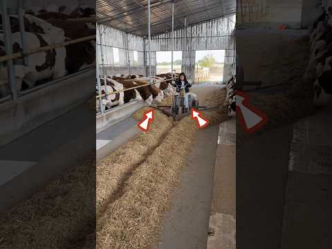This girl fed the cows ๐ฑ #shortvideo