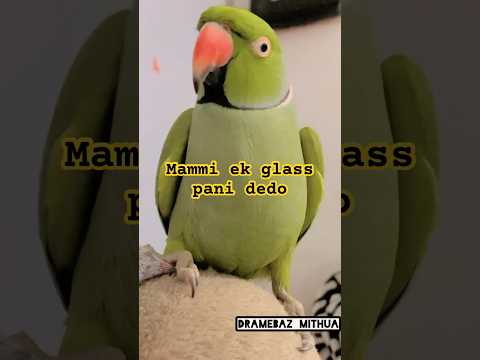 #viralvideo #talkingparrot #comedyvideos #cute
