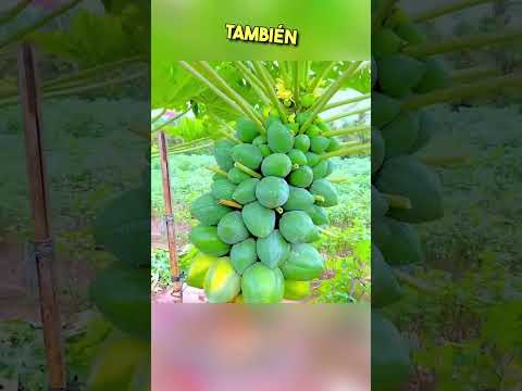 👉 El Truco Secreto de los Agricultores Chinos para Cultivar Más Papayas 🍈