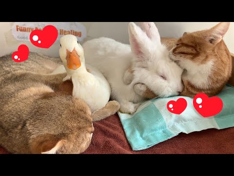 So funny! Two kittens became the parents of a duck and a rabbit! Kind and cute kittens! So healing!