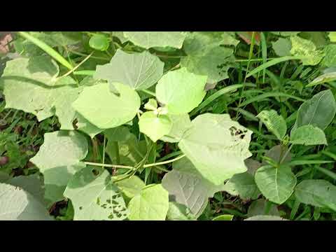 শিমুল ও তার মা আয়েশা এদের জীবন গল্প যা সত্যিই আপনাকে ভাবতে বাধ্য করবে