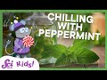 Peppermint and the Science of Taste
