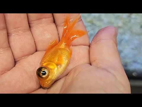 Don't Watch This Video If You Like Cute Goldfish!