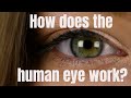Understanding Vision and the Human Eye
