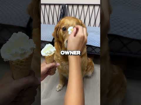 DOG WANTED ICE CREAM!  #cute #sad #pets