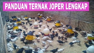 Sukses Usaha Ayam Joper Videos Kansas City Comic Con