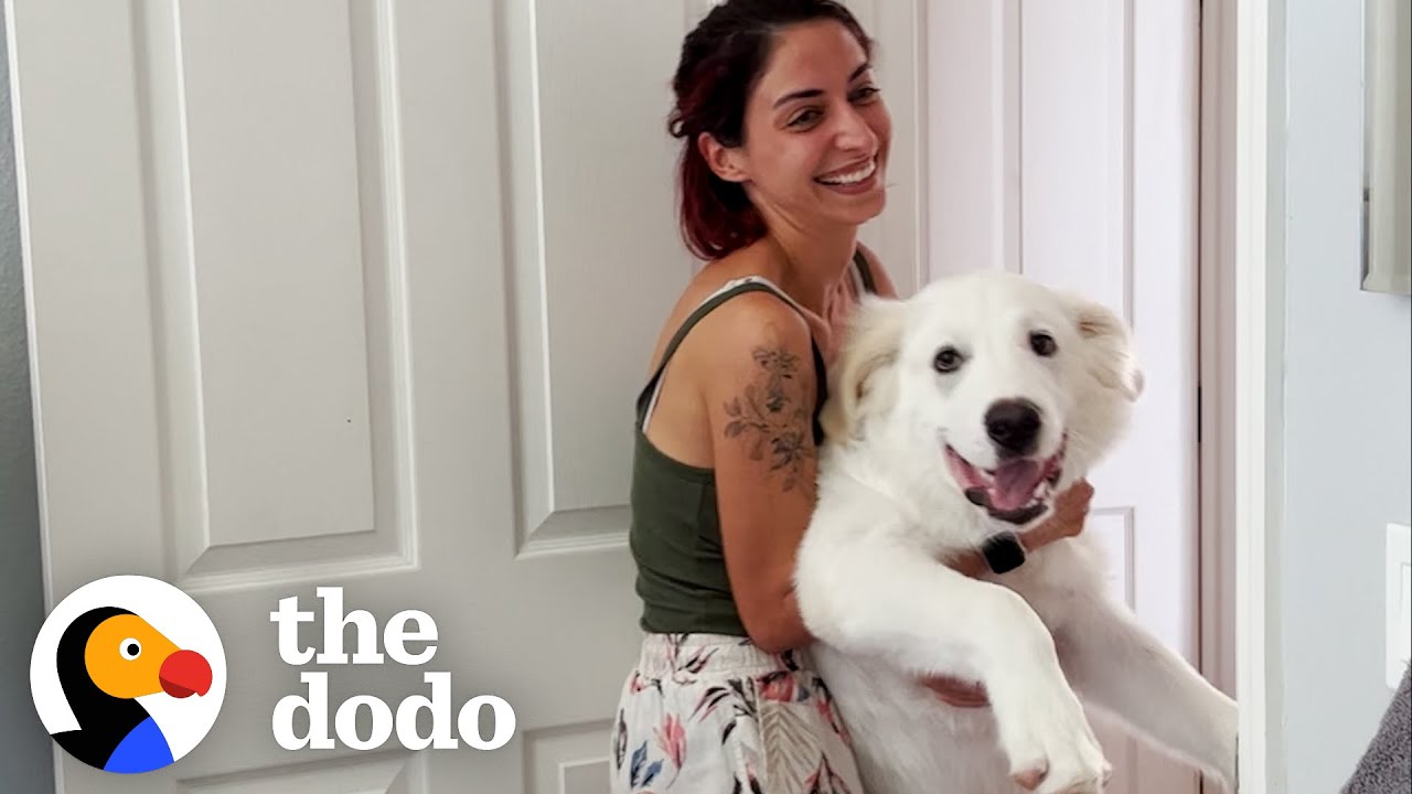 Woman's Rescue Dog Doesn't Know How Big He Is